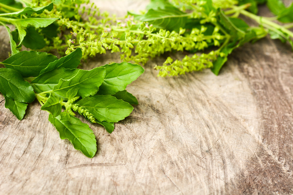 Top 31 Science Backed Holy Basil Benefits AKA Tulsi Top 31