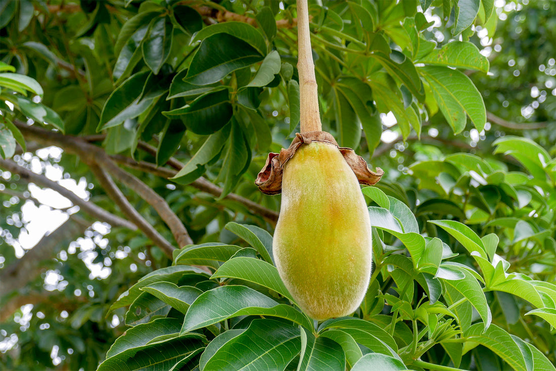 fruit bearing tree
