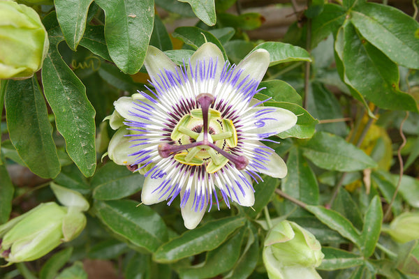 passion flower 