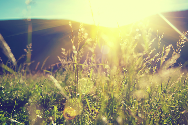 field in the sun