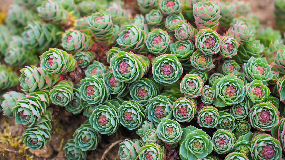 Rhodiola plant