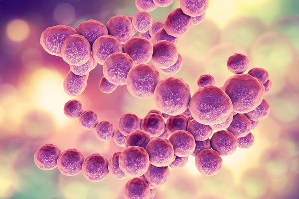 microscopic gut bacteria