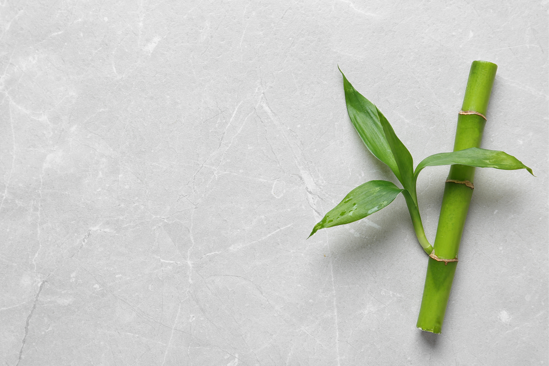 bamboo on white background 