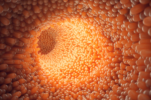 microscopic cells in the intestine
