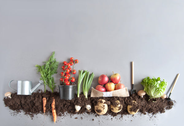 Vegetables on top of dirt with the roots exposed under the dirt