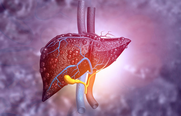 graphic illustration of the liver