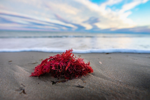 red seaweed on the beach