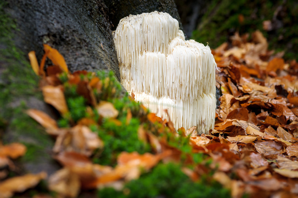 lions mane mushrooms
