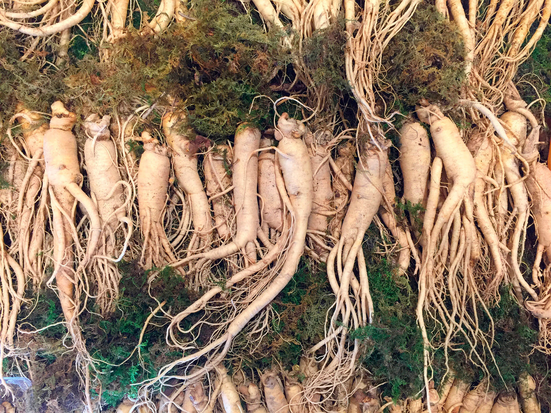 ginseng root